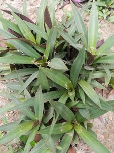 Rhoeo Plant, Scientific name -Tradescantia