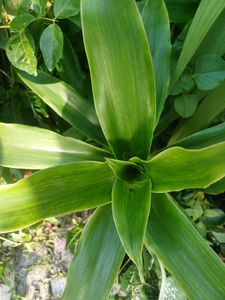 Basket Plant For Sale