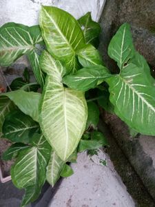 segonium Plant Outdoor Indoor Both