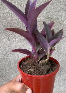 Combo Of Any 3 Indoor Plant Saplings
