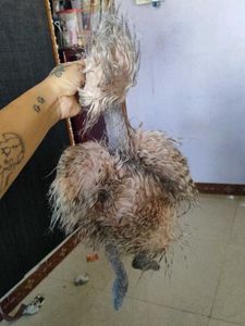 jellycat Ostrich big size