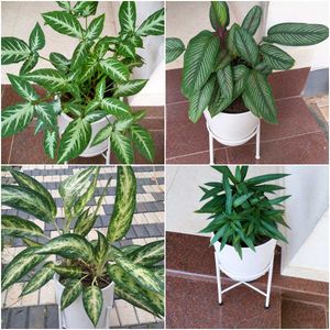 16 live root plants