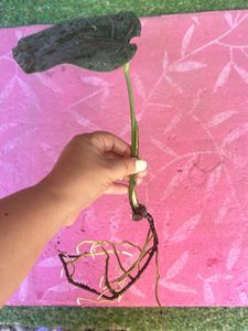 Monstera deliciosa, the Swiss cheese plant