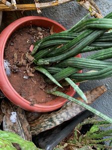 Cilendrica Sansevieria
