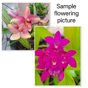 Ground orchid rooted (2 varieties)