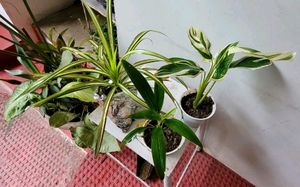 Set 3 Never...&amp;Dracaena Ruby Healthy Plant