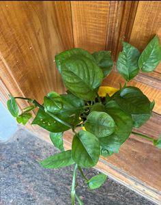 Rooted Dark Green Money Plant