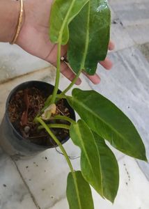 Philodendron golden calkins Plant