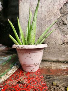 Aloe Vera Plant