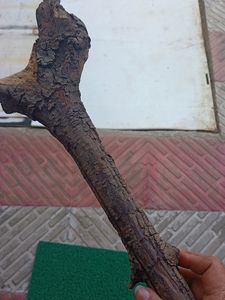 Aquarium Wood