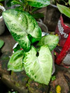 Variegated Syngonium Plant