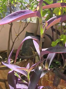 Combo Of 3 Healthy Plant Stems