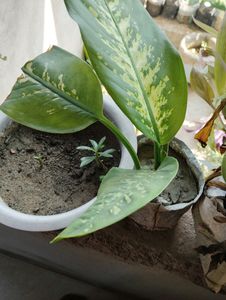 2 Adenium 7 Plant Combo