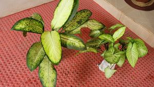 CosaCentrum Dieffenbachia &amp; Arrowhead plant 🪴