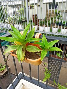 Basket Plant Live