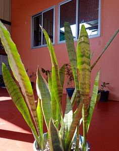 Snake Plant
