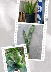 Combo Of 3 Exotic plant ☘️