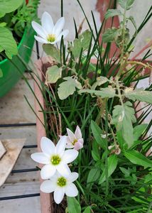 White Rain Lily Bulbs