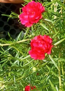 Combo Of 3 Plants @ Low Price