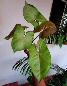 Set 2 Evergreen Money &amp; Arrowhead Plant &amp; Pot