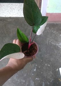 Pink Princess Philodendron Plant