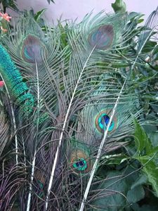 Natural Peacock Feathers pack of 10