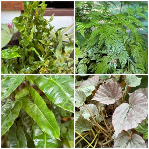 26 Live Root Plants