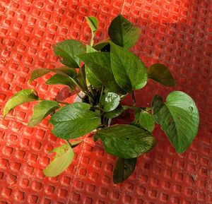 Combo Money Plant &amp; Zebrenia Plants 🌱