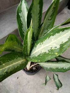 mix combo with 2 flowering plants.