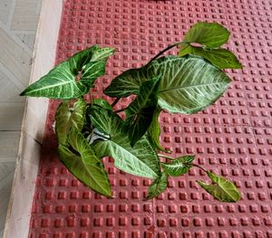 Set 3 Arrowhead Plants 🪴