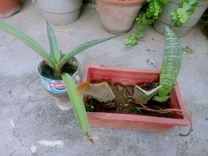 Combo Of 6 Air Purifier Plants