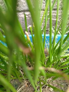 Lily For Home Gardening