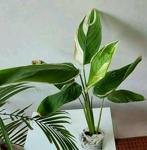 Evergreen Never.. Plant 🌵