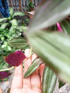Plants for garden