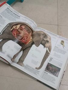 DK Knowledge Encyclopedia