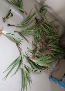 Whole Aloe Vera Will Be Given