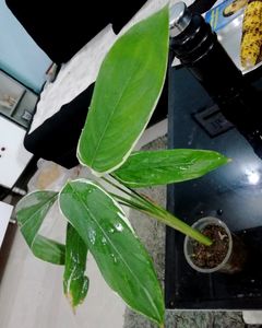never-never &amp; Zebrina plant 🌱,Pack 2