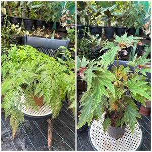 20 Live Root Plants