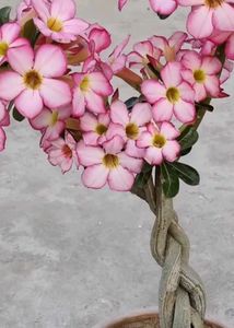 adenium seeds 60