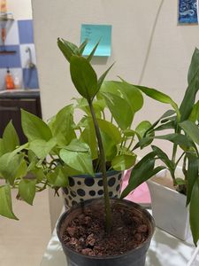 4 Beautiful Potted Plants for Sale