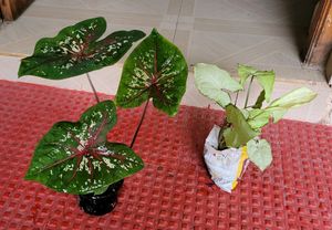 Pack 2.) UJJAISEEDS rare polka & Arrowhead Plant