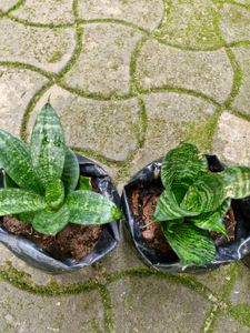 Snake Plants for Sale