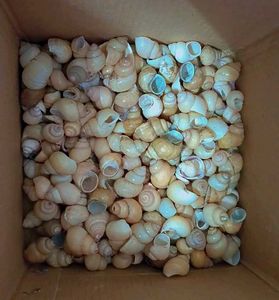 DIY Craft Supplies: Shells, Beads &amp; Stones combo