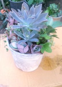 Combo Of Succulent Plant