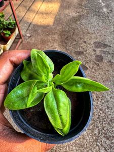 Cute Potted Baby Sunrose Plant