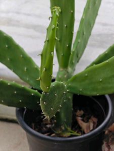 Combo Of 3 Cactus