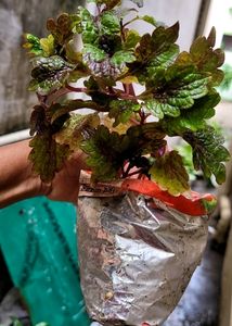 Set 2 Money &amp; Plectranthus Nitidus Plants 🌵