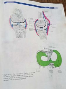 Anatomy &amp; Physiology By Ross &amp; Wilson