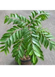 2 Healthy Curry Leaf Plant Sapling in  Pot
