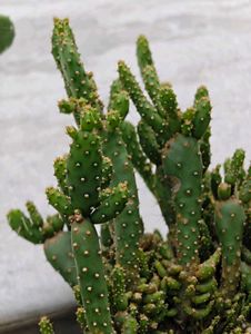 Combo Of 3 Cactus